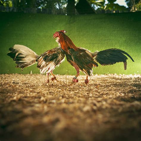 fighting cocks images|2,104 Fighting Cocks Stock Photos & High.